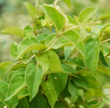 Glyco Harmony Gymnema Leaf Extract